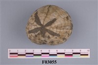 藏品(中華釜海膽)的圖片